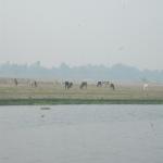 Vraj-Yatra-2014- (399)